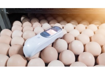 Guia completo para incubação de ovos: Temperatura, Umidade e Viragem